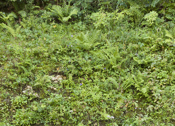 Grass0192 - Free Background Texture - bushes grass green beige