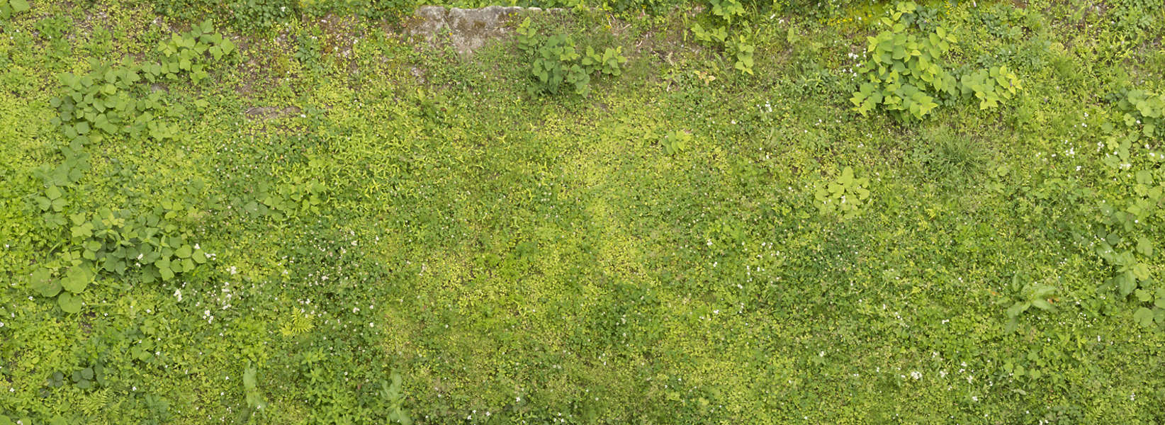 Groundplants0207 - Free Background Texture - grass ground grassy plants
