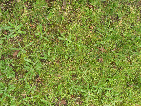 Groundplants0135 - Free Background Texture - plant groundplant ...