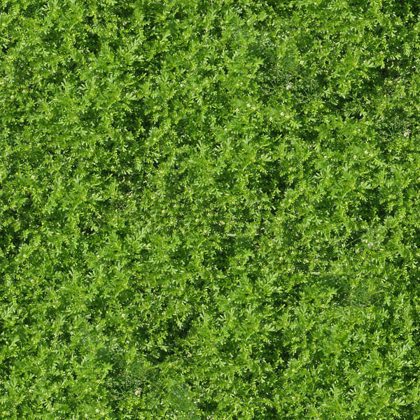 Groundplants0042 - Free Background Texture - plant groundplants green ...