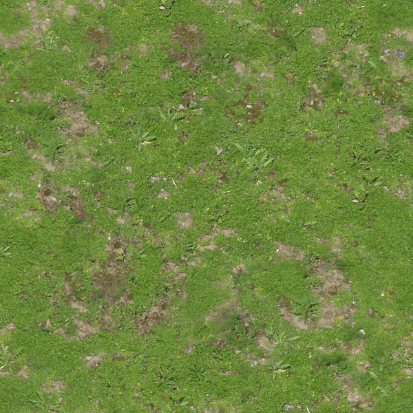 Groundplants0022 - Free Background Texture - plant groundplants green ...