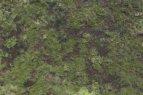 Groundplants0165 - Free Background Texture - aerial ground terrain