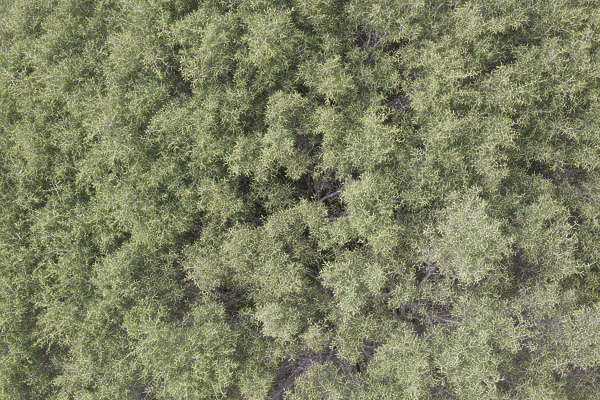 Groundplants0166 - Free Background Texture - aerial tree leaves top