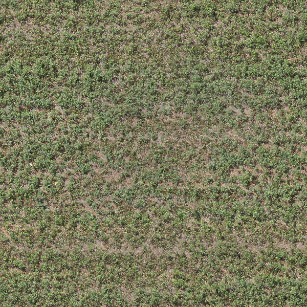 Groundplants0188 - Free Background Texture - aerial ground terrain