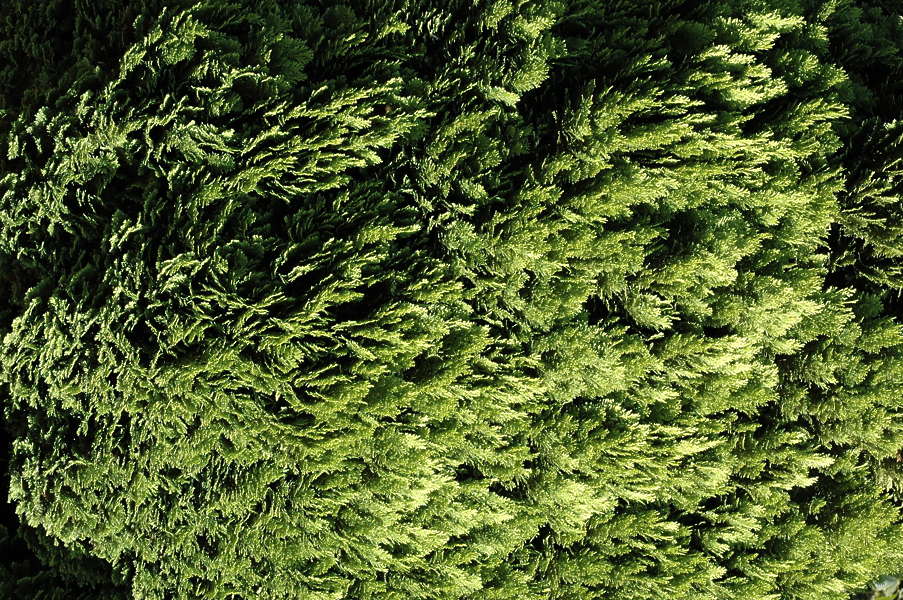 Hedges0008 - Free Background Texture - hedge green saturated