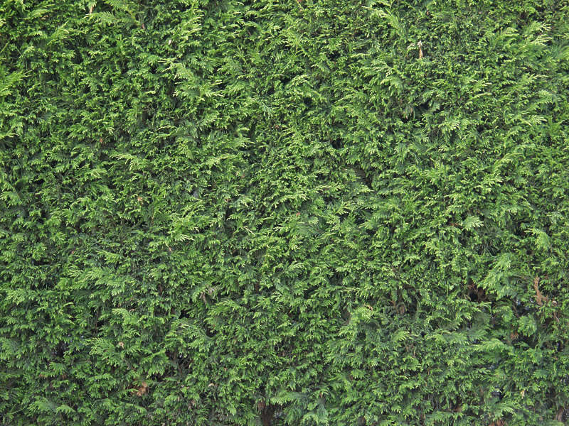 Hedges0013 - Free Background Texture - hedge leaves bush green