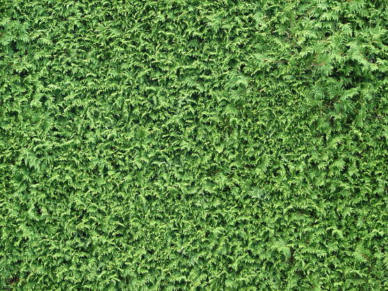 Hedges0027 - Free Background Texture - hedge leaves leaf green saturated