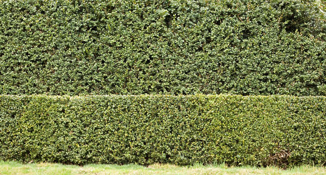 Texture 329: Versailles hornbeam hedge - Square Texture