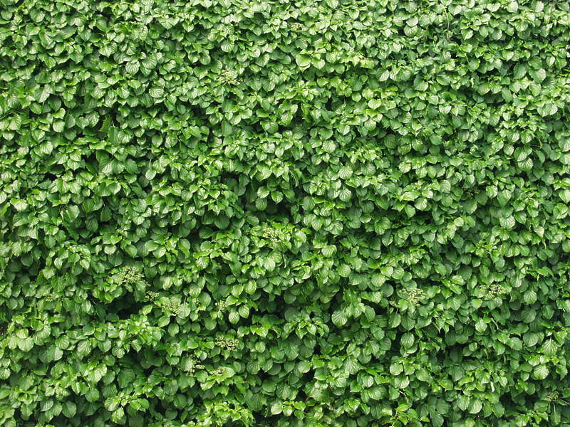 Ivy0002 - Free Background Texture - ivy leaves green