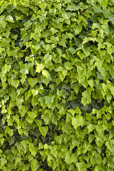 Ivy0045 - Free Background Texture - ivy leaves green saturated