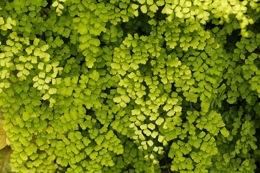 Ivy0072 - Free Background Texture - leaves leaf ivy green