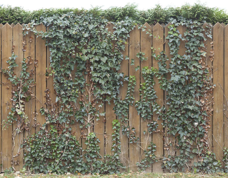 Ivy0101 - Free Background Texture - fence ivy overgrown wooden creepers