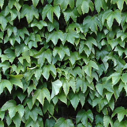 Ivy0021 - Free Background Texture - ivy leaves green seamless seamless