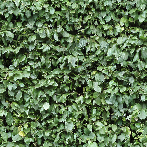 Ivy0024 - Free Background Texture - ivy leaves green seamless seamless ...