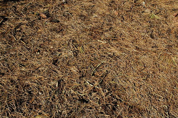 LeavesDead0005 - Free Background Texture - ground pine needles ...