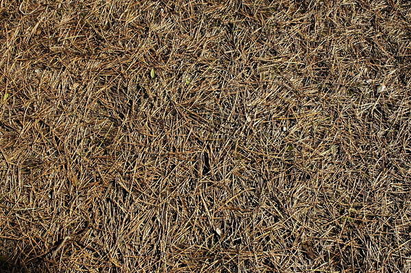 LeavesDead0005 - Free Background Texture - ground pine needles ...