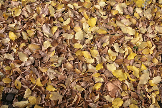 dead leaves on the ground