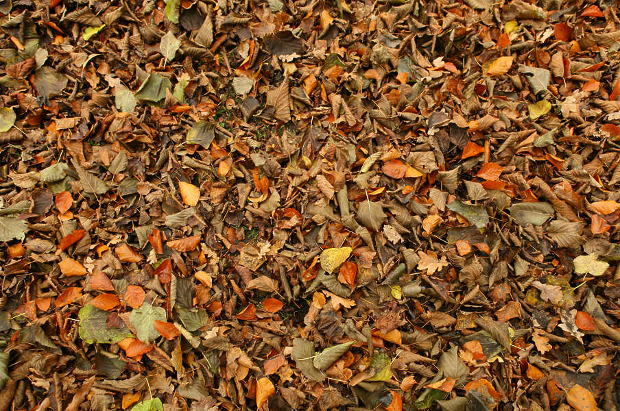 leaf texture tiles Texture Background Free LeavesDead0026   leaves   forest