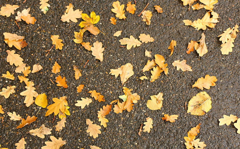 LeavesDead0027 - Free Background Texture - leaves forest floor leaf