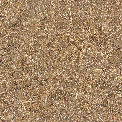 LeavesDead0065 - Free Background Texture - forest floor pine needles ...