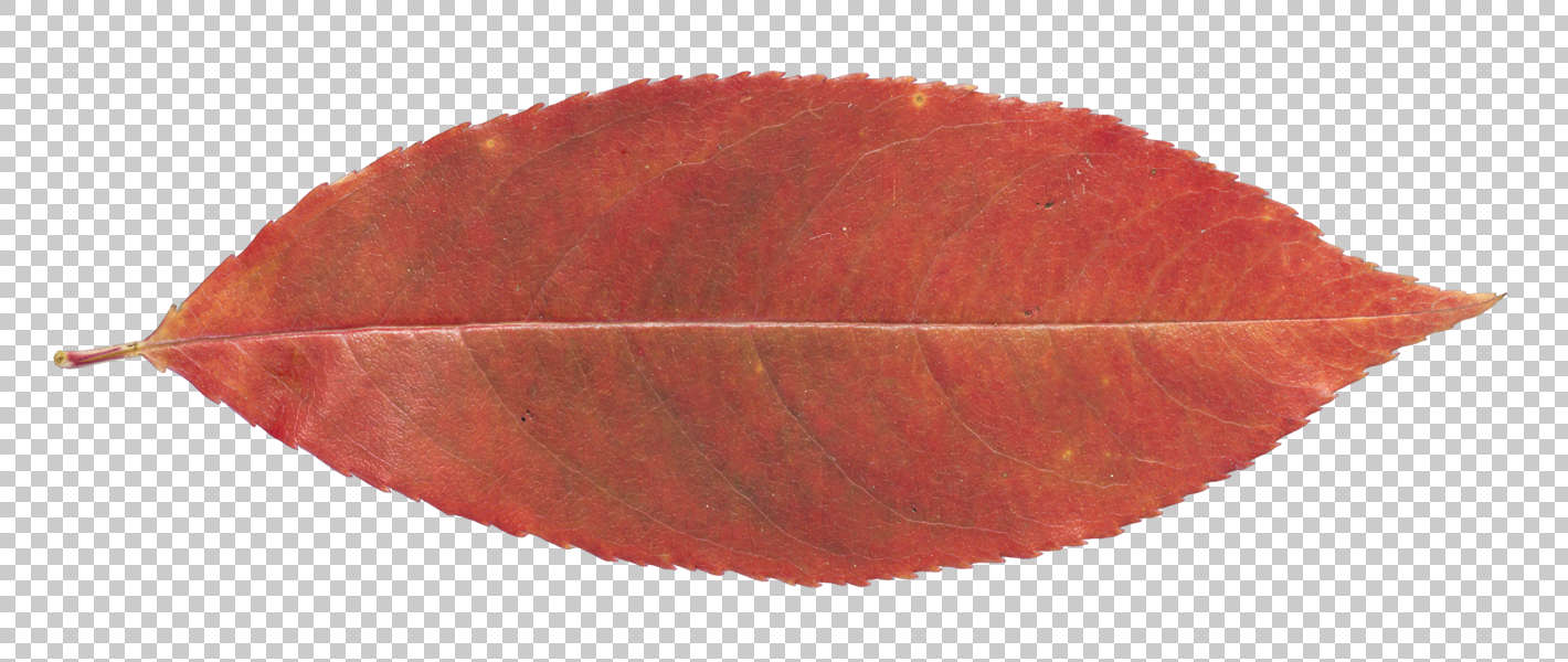 Текстура листьев бесшовная