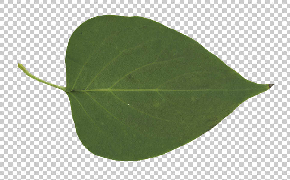 Leaves0200 - Free Background Texture - leaf masked alpha isolated green