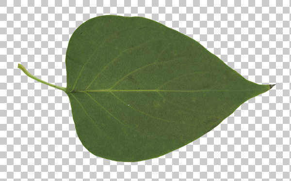 tiles leaf texture Leaves0200 Background Texture Free alpha masked   leaf