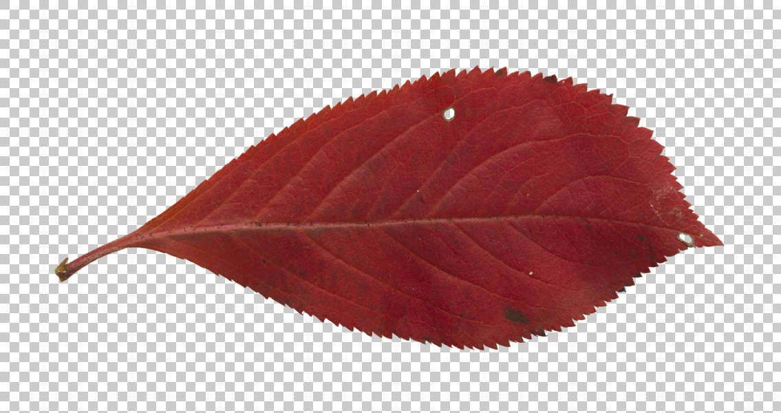 Leaves0233 - Free Background Texture - leaf masked alpha isolated red