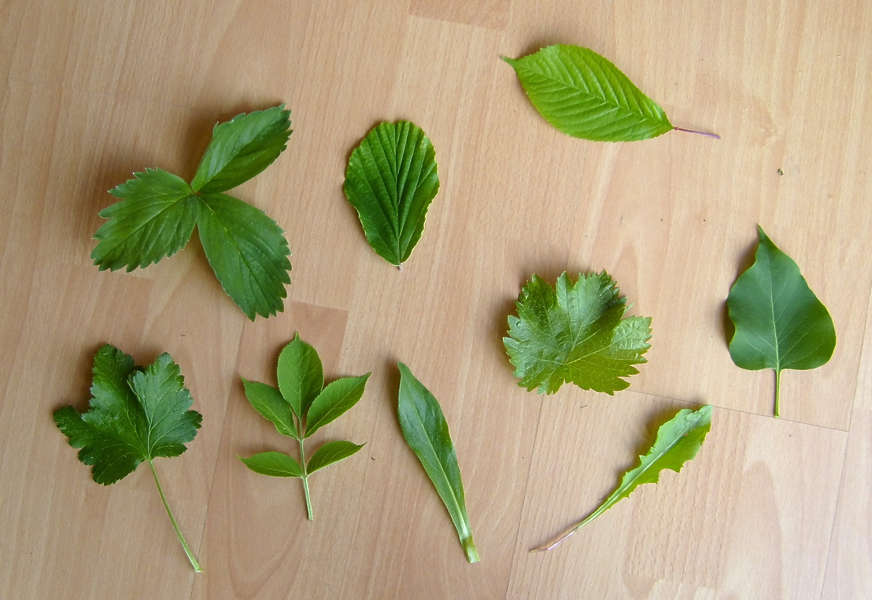 Leaves0115 - Free Background Texture - leaf leaves tree green
