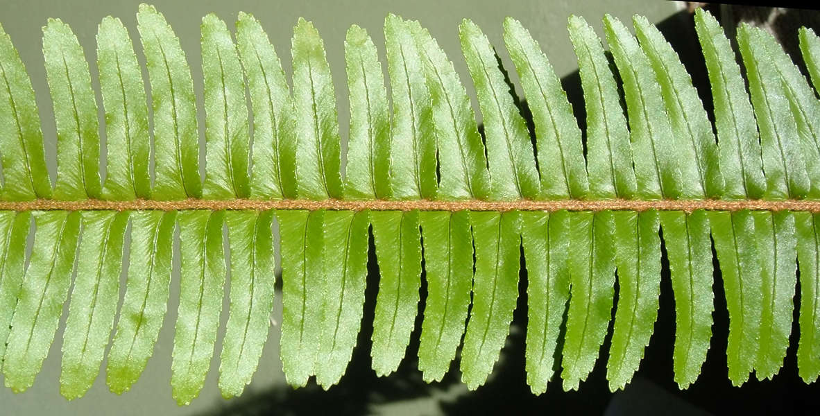 Leaves0116 - Free Background Texture - leaf fern leaves plant closeup green