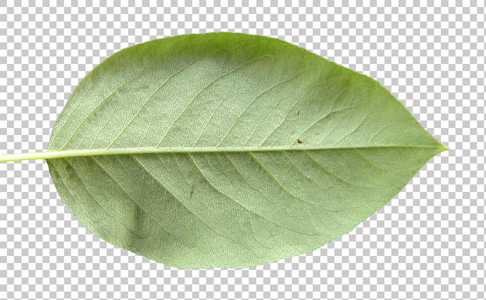 Leaves0050 - Free Background Texture - leaf closeup back isolated