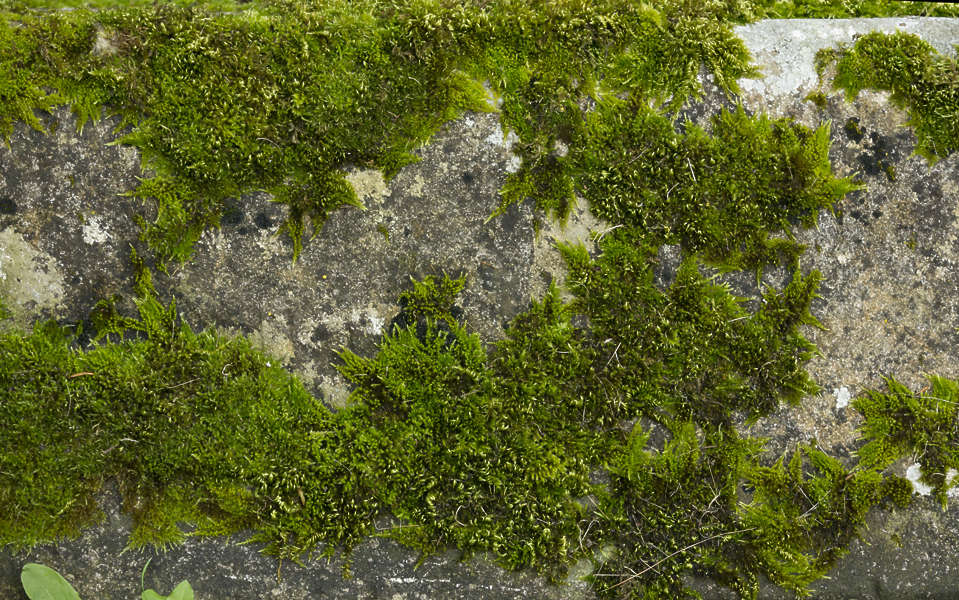 free download moss