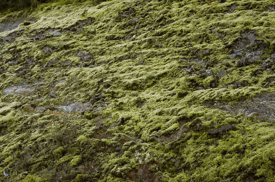 Moss0017 - Free Background Texture - moss green