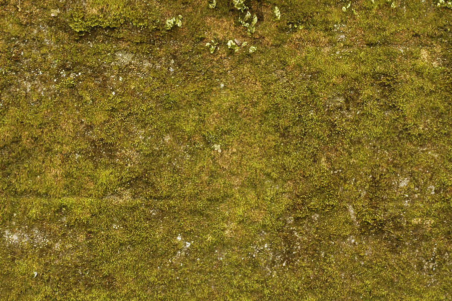 Moss0036 - Free Background Texture - moss green