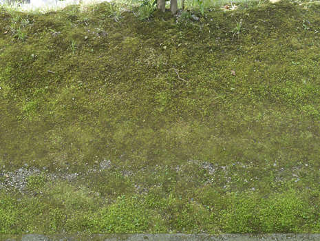 Moss Mossy Texture Background Images Pictures