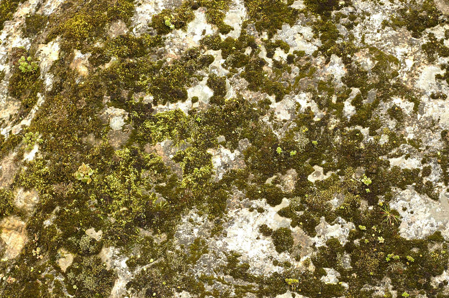 Moss0069 - Free Background Texture - moss green