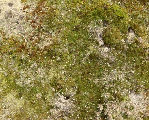 Moss0138 - Free Background Texture - dune coastal grass moss short dry ...