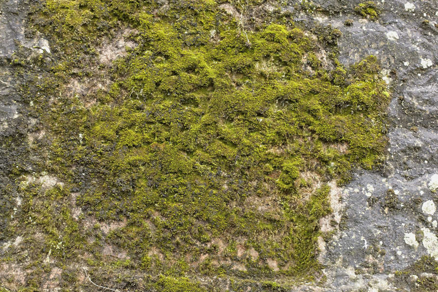 Moss0182 - Free Background Texture - moss mossy green