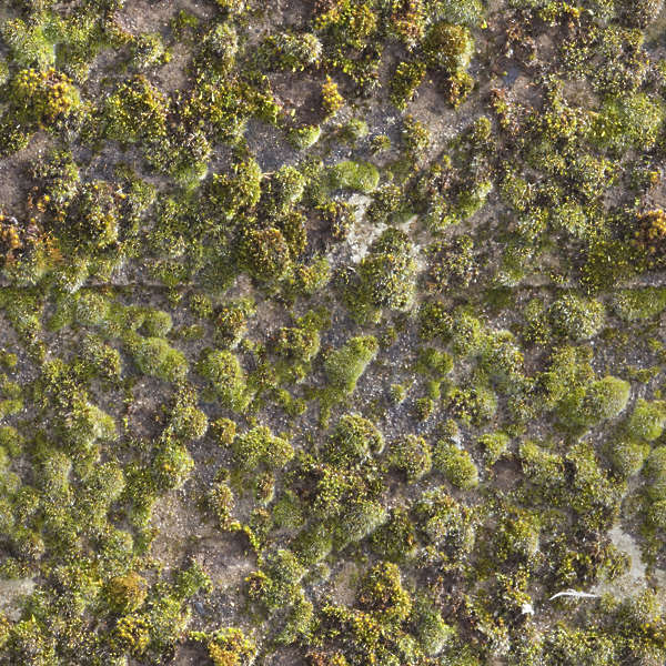 Moss0164 - Free Background Texture - moss mossy green seamless seamless