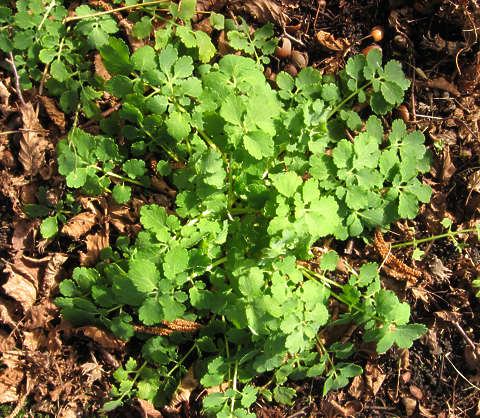 PlantsSingle0035 - Free Background Texture - plant groundplant leaves green