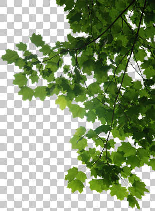 Trees0048 - Free Background Texture - leaves alpha masked tree branch