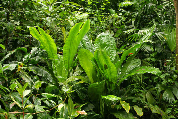 TropicalFoliage0012 - Free Background Texture - tropical forest ...