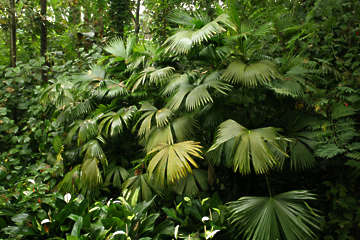 Textures.com - Tropical Foliage