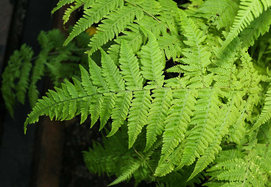 LeavesTropical0115 - Free Background Texture - fern leaf plant tropical ...