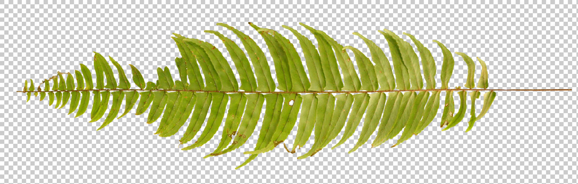 LeavesTropical0145 - Free Background Texture - fern plant leaf tropical