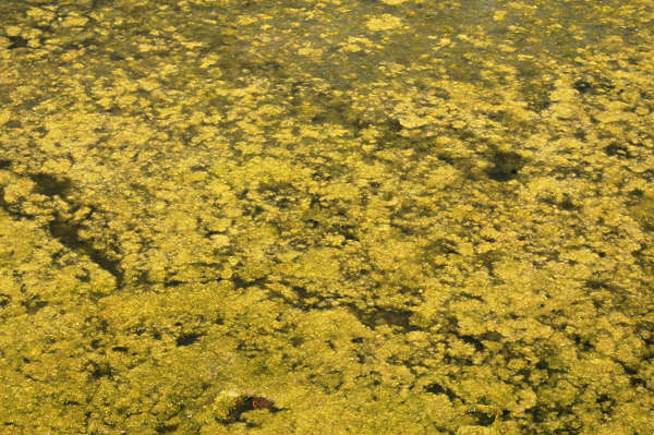 Waterplants0008 - Free Background Texture - pond scum yellow green ...