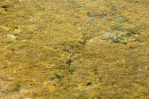 Waterplants0009 - Free Background Texture - pond scum yellow green ...