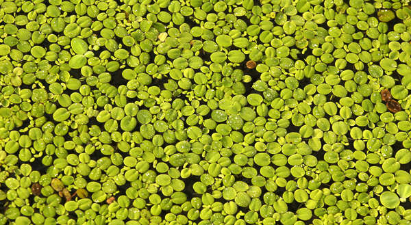 Waterplants0023 - Free Background Texture - pond scum waterplants ...