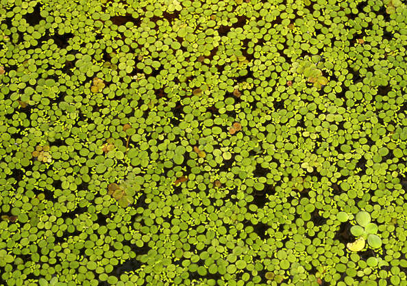 Waterplants0023 - Free Background Texture - pond scum waterplants ...