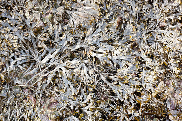 waterplants0040 free background texture seaweed kelp sea